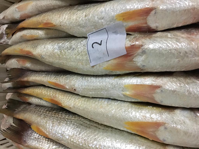 image of Seatrout
